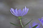 New England aster